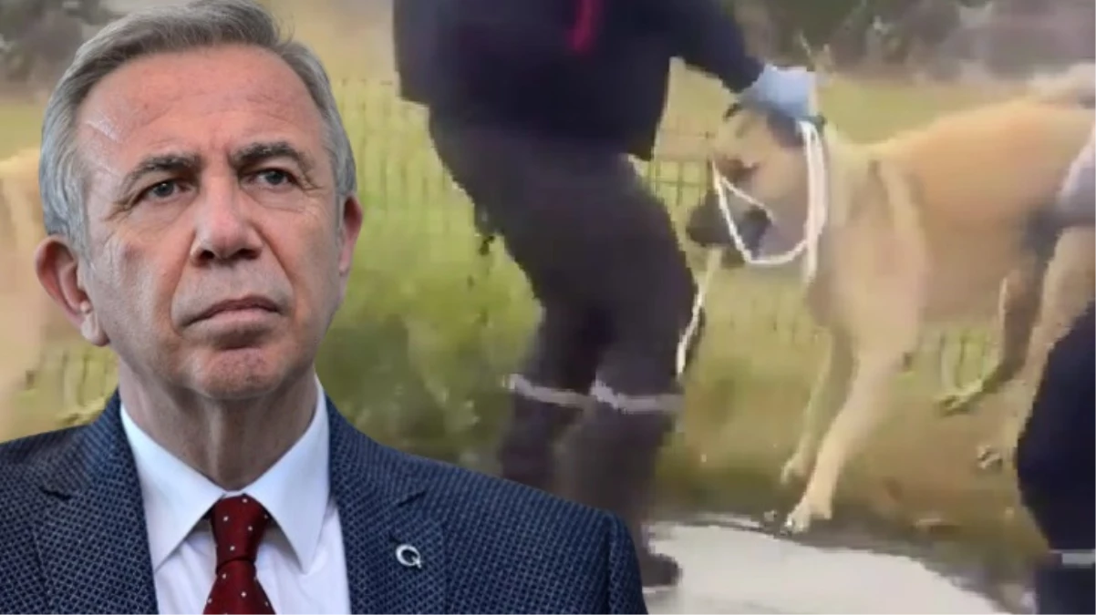 Ankara'da sokak köpeklerini toplayan ekibe tepki gösterdiler: Mansur Yavaş sana oy yok