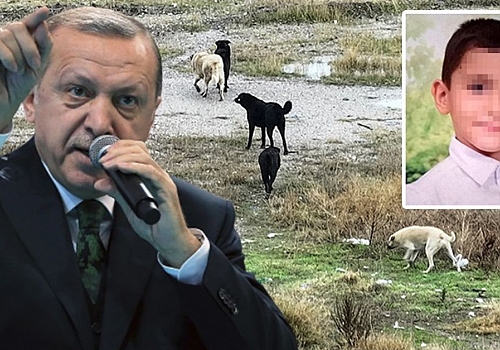 Ankara'daki vahşete sessiz kalamadı! Cumhurbaşkanı Erdoğan'dan sokak köpekleri mesajı: Bu sorunu mutlaka çözeceğiz