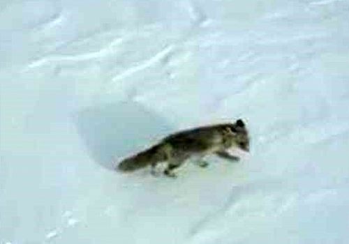 Ardahan Haberi: Hanak ta karlı doğada yiyecek arayan tilki, drone ile görüntülendi